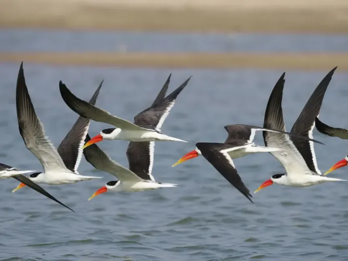 Framed Print : Indian Skimmer - flock in flight Rynchops albicollis Rajasthan, India BI032010 Framed Print : Indian Skimmer - flock in flight Rynchops albicollis Rajasthan, India BI032010