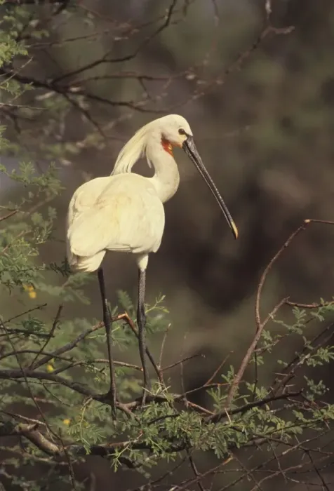 Framed Print : Indian Spoonbill - In tree. Keoladeo National Park, India Framed Print : Indian Spoonbill - In tree. Keoladeo National Park, India