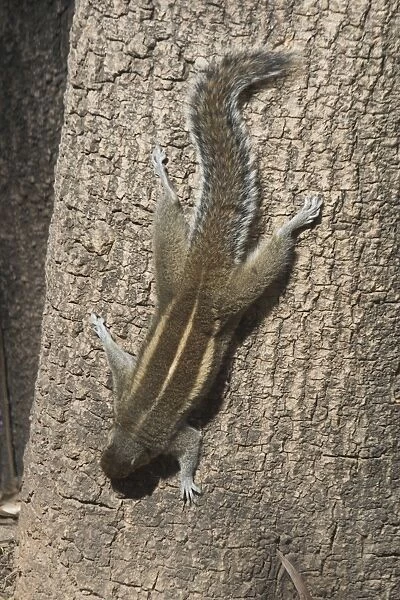 Indian  / Three-striped Palm Squirrel - This was a wild squirrel photographed in the Mysore Zoo as it descended a tree towards rubbish on the ground. Largely a species of the southern half of India