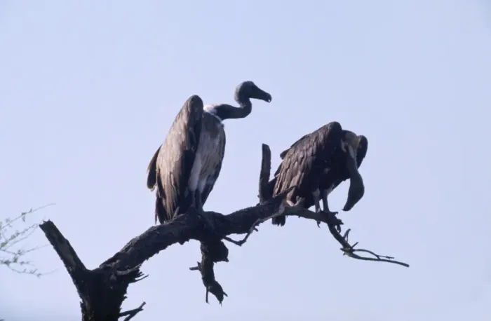Framed Print : Indian White-backed / Indian White-rumped / Oriental White-backed Vulture - perched on tree Framed Print : Indian White-backed / Indian White-rumped / Oriental White-backed Vulture - perched on tree
