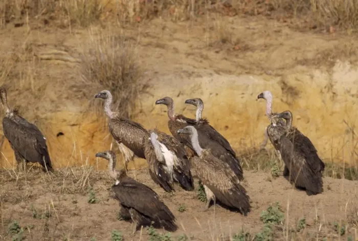 Framed Print : Indian Whitebacked Vulture Bandhavgarh National Park, India