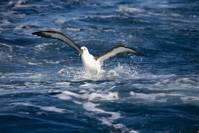 Framed Print : Indian Yellow-nosed Albatross landing At sea off Eden, New South Wales, Australia Framed Print : Indian Yellow-nosed Albatross landing At sea off Eden, New South Wales, Australia