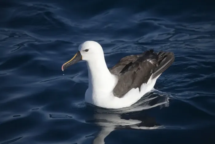 Framed Print : Indian Yellow-nosed Albatross At sea off Eden, New South Wales, Australia Framed Print : Indian Yellow-nosed Albatross At sea off Eden, New South Wales, Australia