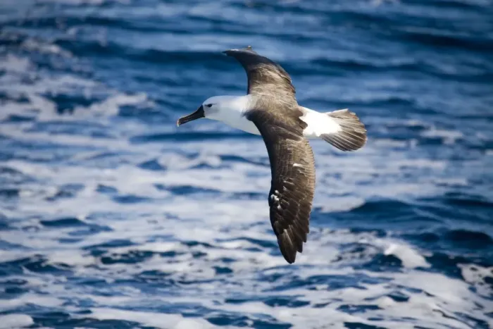 Framed Print : Indian Yellow-nosed Albatross At sea off Eden, New South Wales, Australia Framed Print : Indian Yellow-nosed Albatross At sea off Eden, New South Wales, Australia