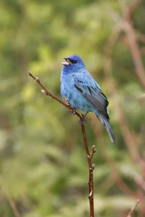 Framed Print : Indigo Bunting Framed Print : Indigo Bunting