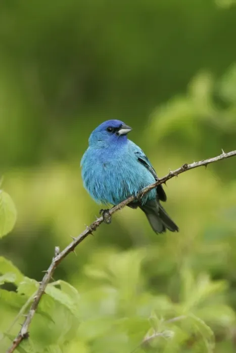 Framed Print : Indigo Bunting Framed Print : Indigo Bunting