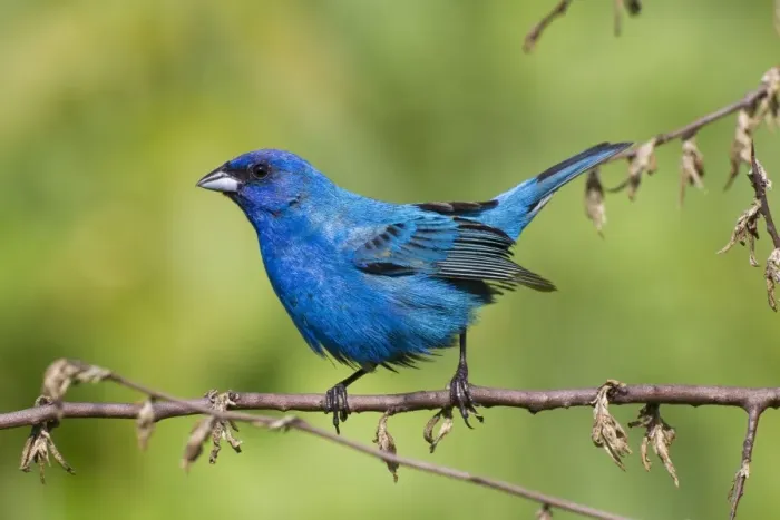 Framed Print : Indigo Bunting, Adult male in breeding season. June in Connecticut - USA Framed Print : Indigo Bunting, Adult male in breeding season. June in Connecticut - USA