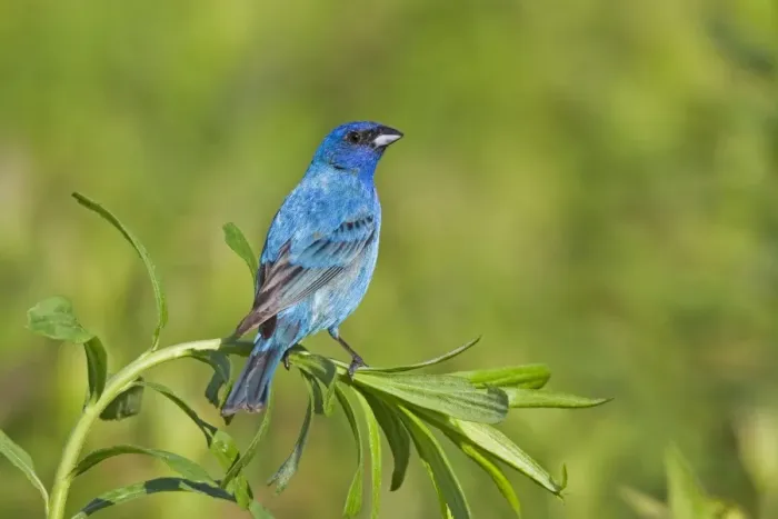 Framed Print : Indigo Bunting, Adult male in breeding season. June in Connecticut - USA Framed Print : Indigo Bunting, Adult male in breeding season. June in Connecticut - USA