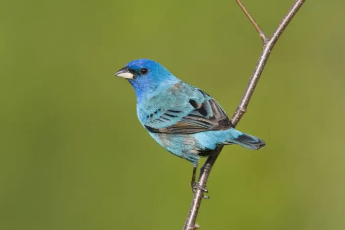 Framed Print : Indigo Bunting - Connecticut USA - May Framed Print : Indigo Bunting - Connecticut USA - May