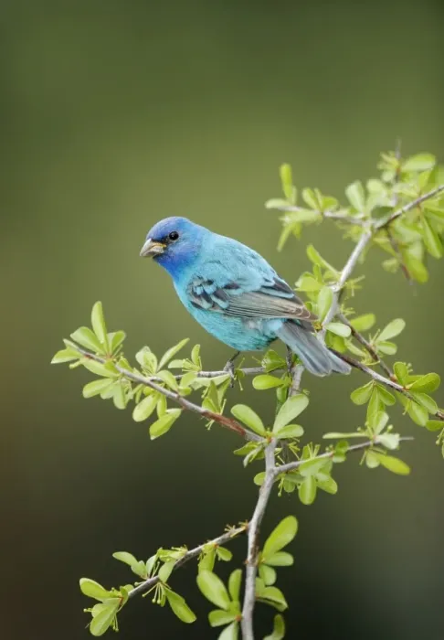 Framed Print : Indigo Bunting - male Spring, Connecticut, USA Framed Print : Indigo Bunting - male Spring, Connecticut, USA