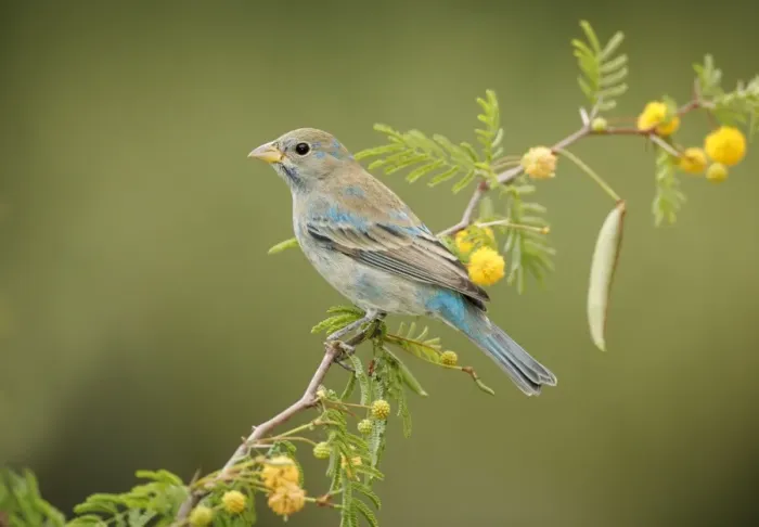 Framed Print : Indigo Bunting - molting male, February. Southern Florida, USA Framed Print : Indigo Bunting - molting male, February. Southern Florida, USA