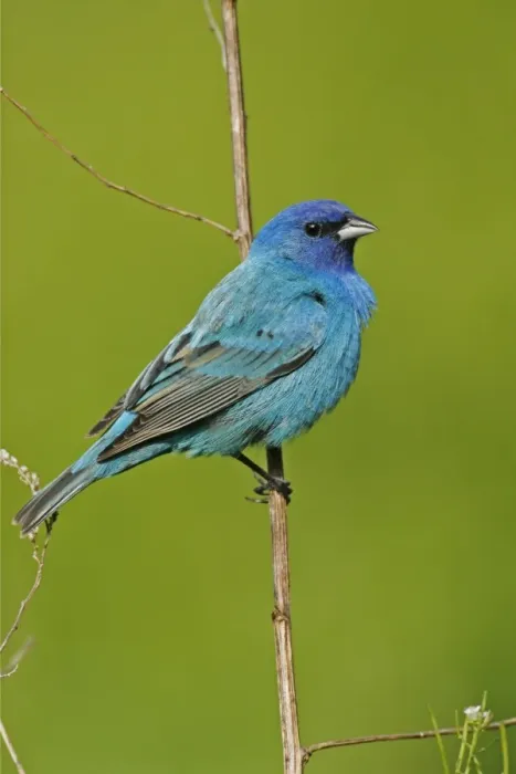 Framed Print : Indigo Bunting Southern Florida, USA Framed Print : Indigo Bunting Southern Florida, USA