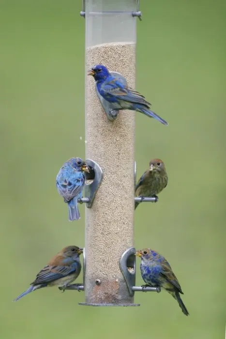 Framed Print : Indigo Bunting Southern Florida, USA Framed Print : Indigo Bunting Southern Florida, USA