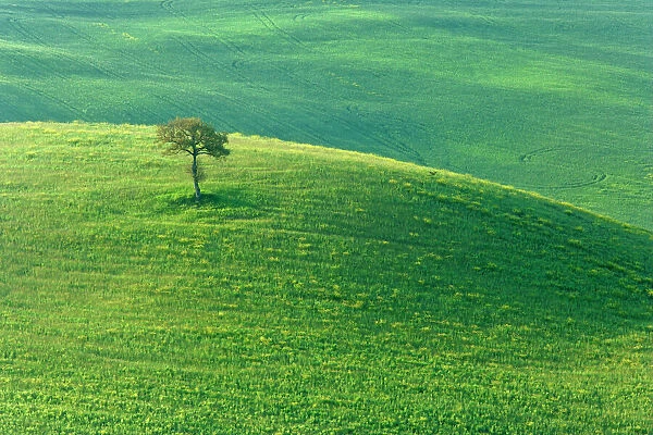 Individual tree growing on green hill