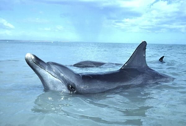 Indo-Pacific  /  Indian Ocean  /  Long-beaked Bottlenose Dolphin