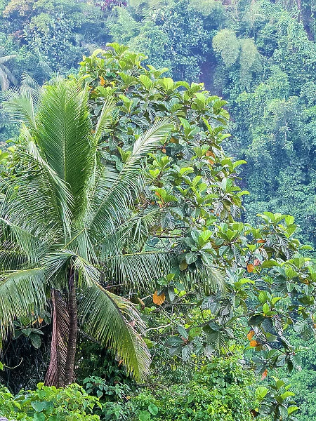 Indonesia, Bali, Ubud. Palm trees in a tropical forest. Date: 11-04-2018