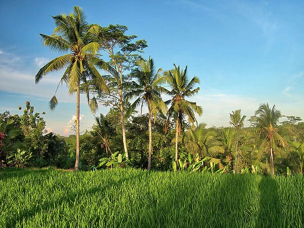 Indonesia, Bali, Ubud. Rice fields and palm trees Date: 12-04-2018