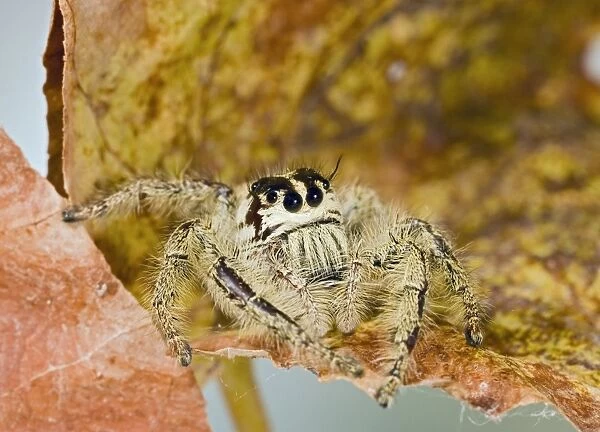 Indonesian Jumping Spider - close up 005299