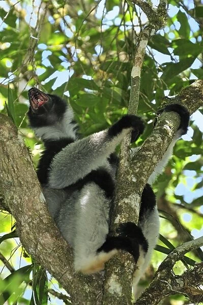 Indri - calling - largest lemur - Andasibe-Mantadia National Park - Eastern-central Madagascar