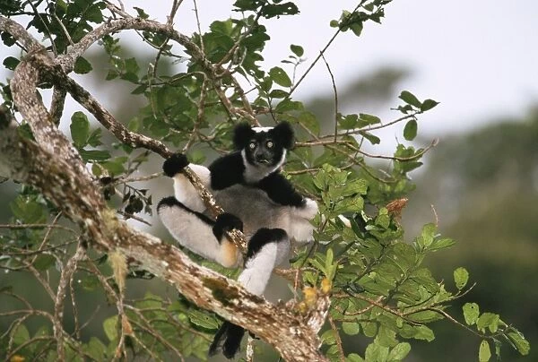 Indri - feeding in canopy 