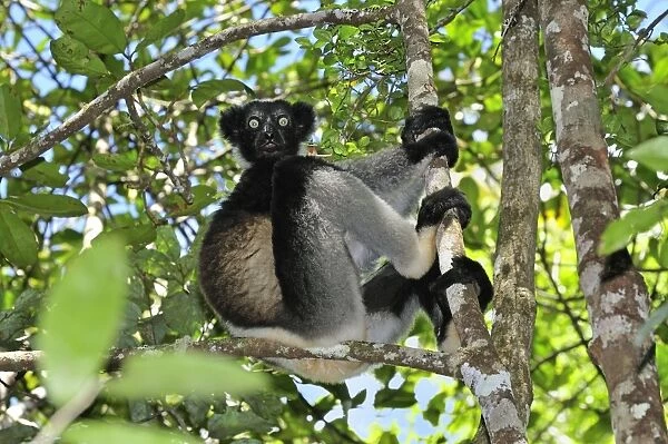 Indri - largest lemur - Andasibe-Mantadia National Park - Eastern-central Madagascar
