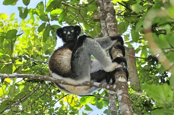 Indri - largest lemur - Andasibe-Mantadia National Park - Eastern-central Madagascar
