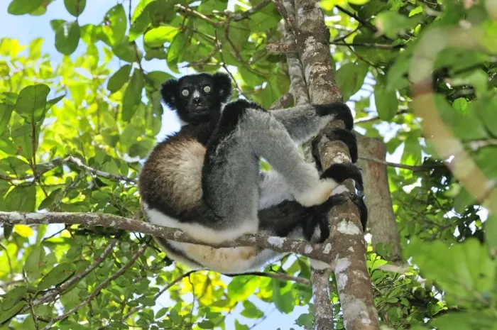 Framed Print : Indri - largest lemur - Andasibe-Mantadia National Park - Eastern-central Madagascar Framed Print : Indri - largest lemur - Andasibe-Mantadia National Park - Eastern-central Madagascar