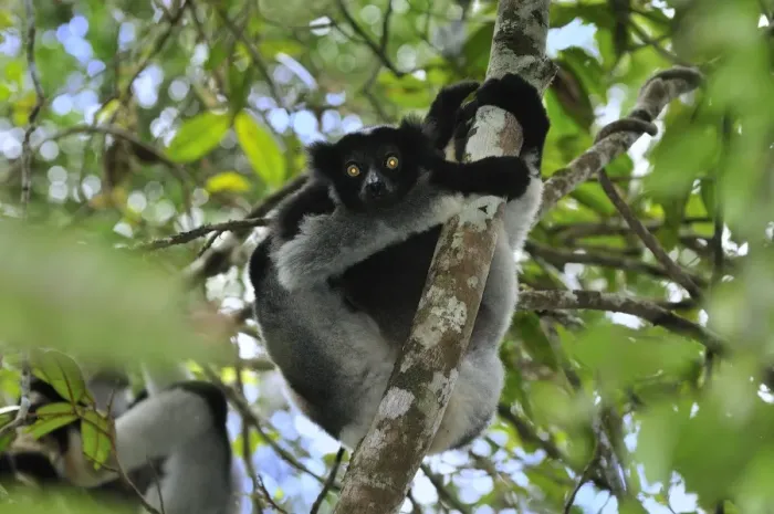 Framed Print : Indri - largest lemur - Andasibe-Mantadia National Park - Eastern-central Madagascar Framed Print : Indri - largest lemur - Andasibe-Mantadia National Park - Eastern-central Madagascar
