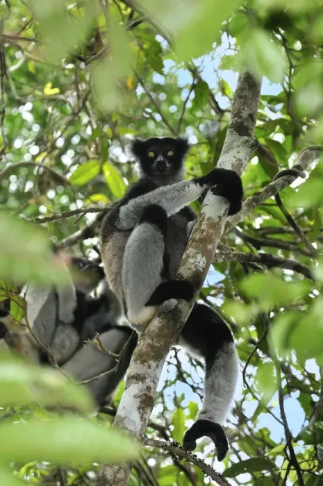 Framed Print : Indri - largest lemur - Andasibe-Mantadia National Park - Eastern-central Madagascar Framed Print : Indri - largest lemur - Andasibe-Mantadia National Park - Eastern-central Madagascar