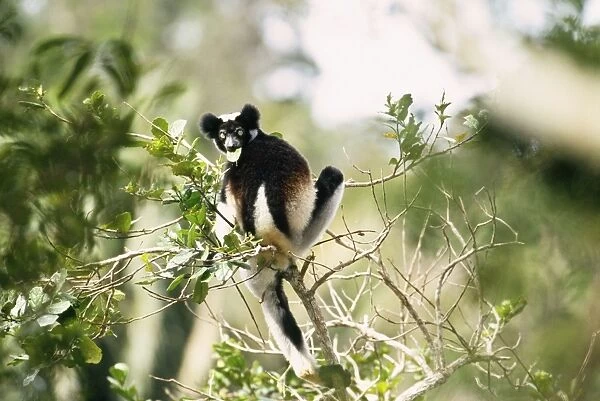 Indri - in tree Madagascar