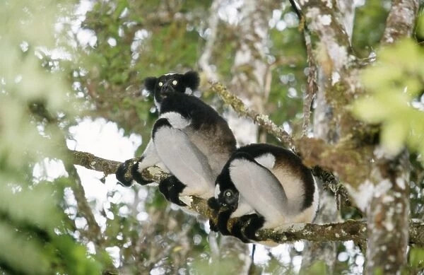 Indri - in tree Perinet Reserve Madagascar