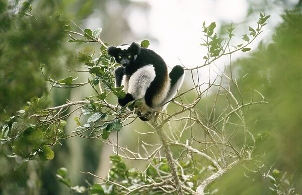 Indris Perinet Indris Reserve, Madagascar