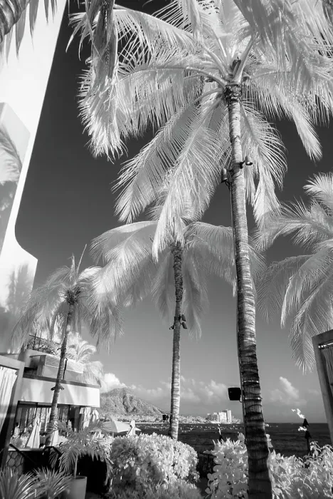 Framed Print : Infrared, Waikiki, Honolulu, Waikiki, Hawaii Date: 31-03-2014 Framed Print : Infrared, Waikiki, Honolulu, Waikiki, Hawaii Date: 31-03-2014