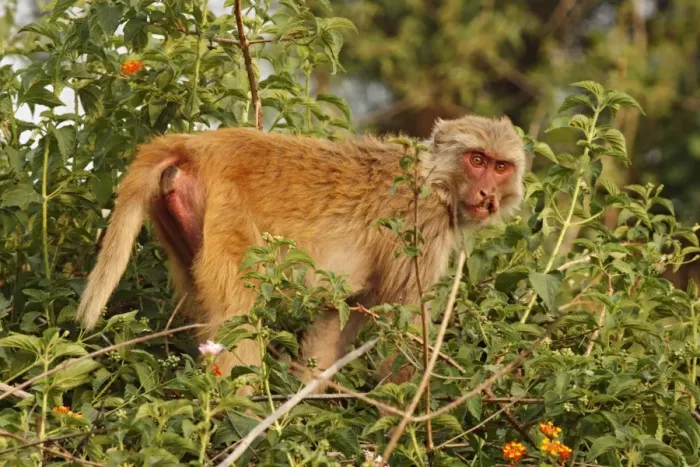 Framed Print : Injured Rhesus Monkey, Corbett National Park, India Framed Print : Injured Rhesus Monkey, Corbett National Park, India