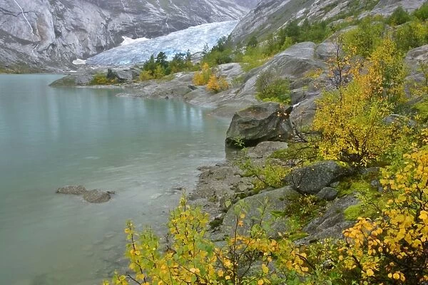 Inland glacier with colouful birches and glacier lake in autumn Nigardsbreen, Jotunheimen National Park, Norway