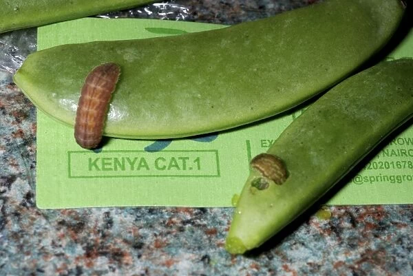 Insect larvae imported on Sugar Snaps from Kenya (alive)