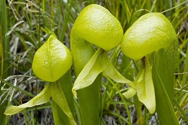 An insectivorous plant Cobra Lily (Darlingtonia californica) in the Klamath Mountains, North California