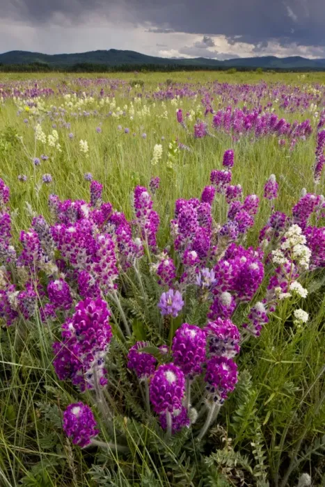 Framed Print : Intensely flowery mid-altitude prairie grassland, with Showy locoweed and Mountain Locoweed, Bow Valley, Alberta, Canada Framed Print : Intensely flowery mid-altitude prairie grassland, with Showy locoweed and Mountain Locoweed, Bow Valley, Alberta, Canada