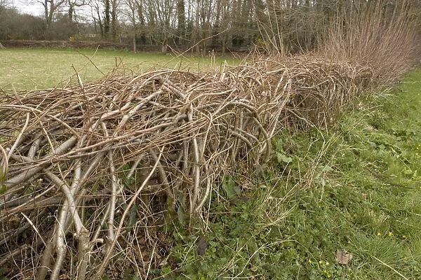 Interesting laid hedge in upper Nadder Valley, Wilts