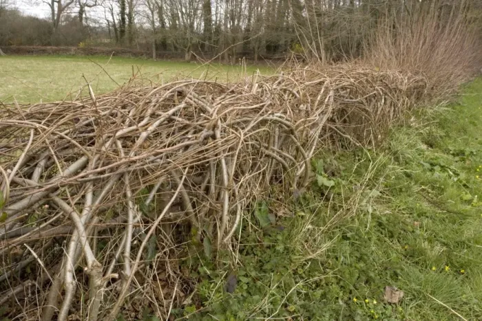 Framed Print : Interesting laid hedge in upper Nadder Valley, Wilts Framed Print : Interesting laid hedge in upper Nadder Valley, Wilts