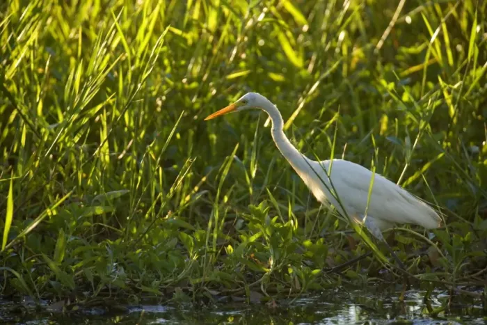 Framed Print : Intermediate Egret - adult egret stalking through dense vegetation in a billabong foraging - Northern Territory, Australia Framed Print : Intermediate Egret - adult egret stalking through dense vegetation in a billabong foraging - Northern Territory, Australia