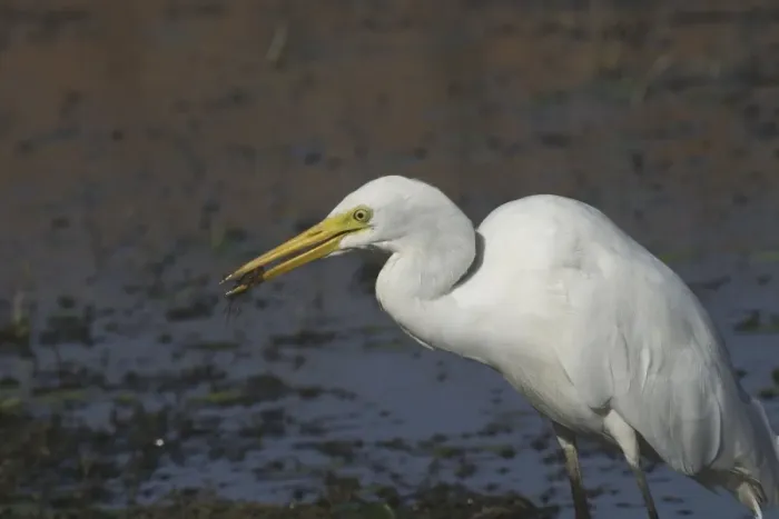 Framed Print : Intermediate Egret With prey (prawn) Lake Waggaboonyah, Mt Gordon, Queensland, Australia