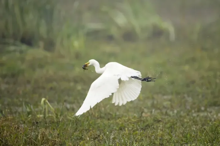 Framed Print : Intermediate Egret - taking off with caught prey (catfish) - Keoladeo Ghana National Park - Bharatpur - Rajasthan - India BI017927 Framed Print : Intermediate Egret - taking off with caught prey (catfish) - Keoladeo Ghana National Park - Bharatpur - Rajasthan - India BI017927