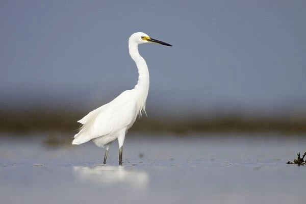 Intermediate Egret - wading in shallow sea water