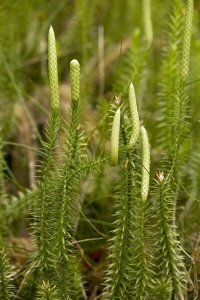 Interrupted clubmoss (Lycopodium annotinum), growing in pine forest