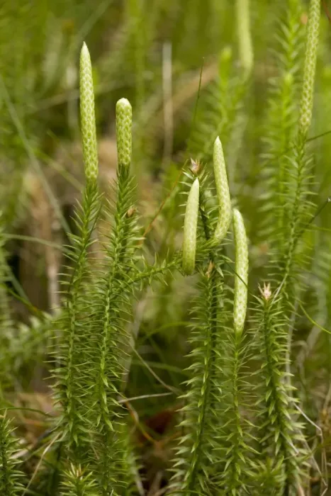 Framed Print : Interrupted clubmoss (Lycopodium annotinum), growing in pine forest Framed Print : Interrupted clubmoss (Lycopodium annotinum), growing in pine forest