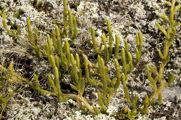 Interrupted clubmoss (Lycopodium annotinum) in arctic tundra, Norway
