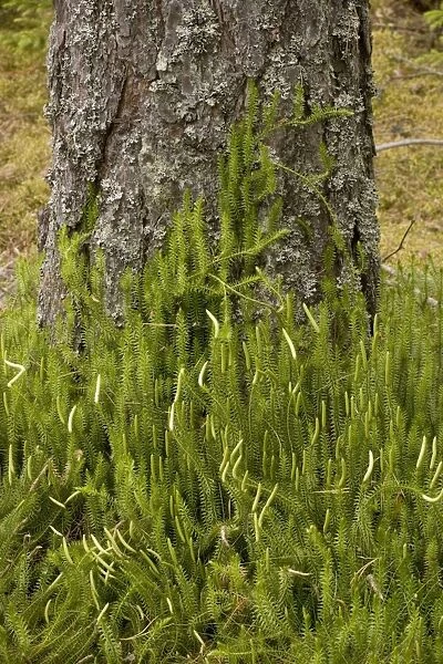 Interrupted clubmoss (Lycopodium annotinum), growing in pine forest, Sweden