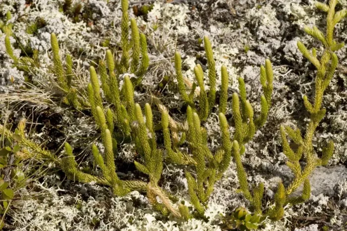 Framed Print : Interrupted clubmoss (Lycopodium annotinum) in arctic tundra, Norway Framed Print : Interrupted clubmoss (Lycopodium annotinum) in arctic tundra, Norway