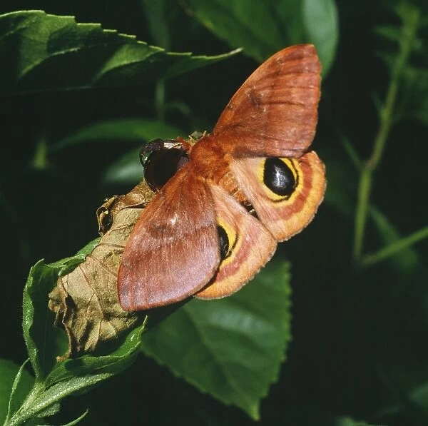 Io Moth - female, newly emerged. Florida, USA